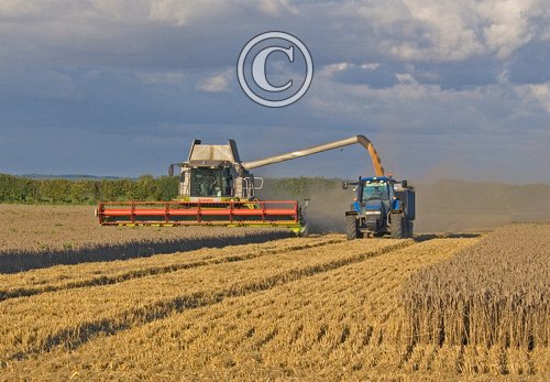 Combining Wheat DMOO55